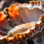 Spiny Oyster Spiritual Meaning