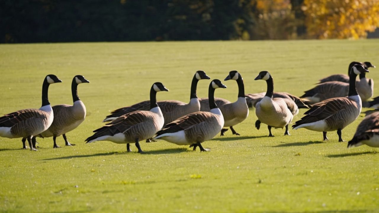 Spiritual Meaning of Geese