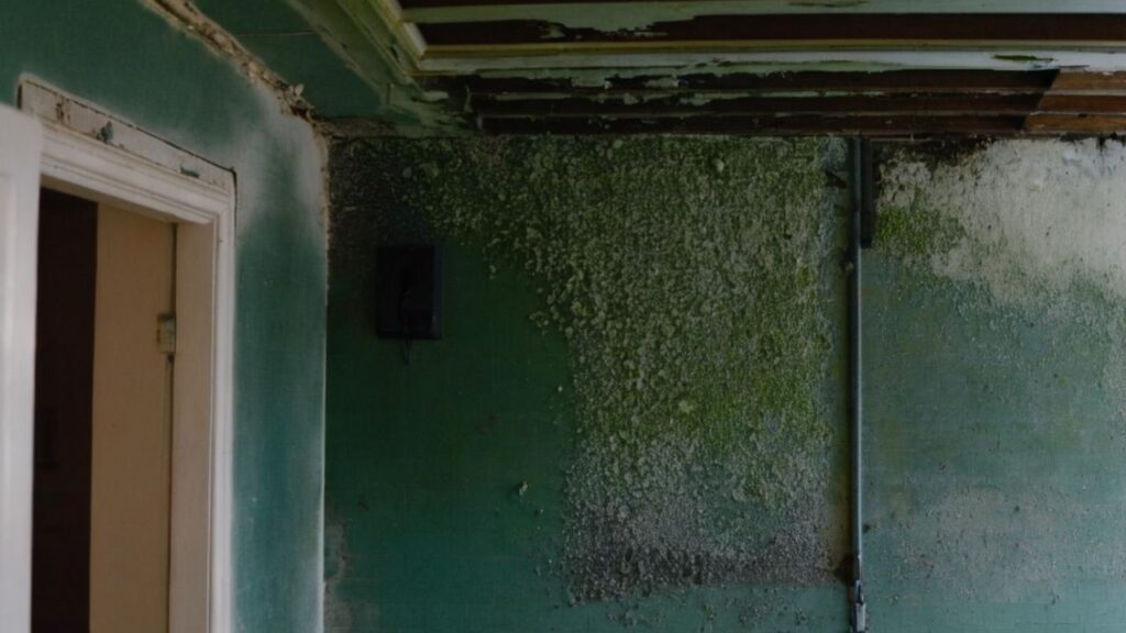 Spiritual Meaning of Mold in Your House