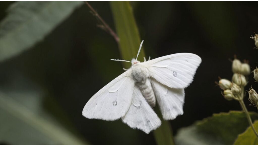 Spiritual Meaning of a White Moth