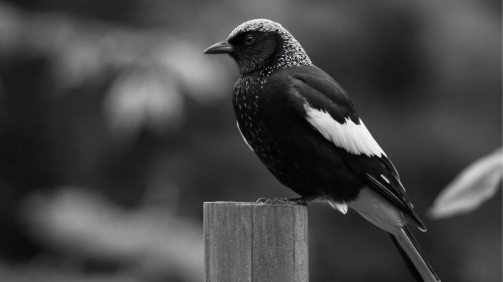 black and white bird spiritual meaning